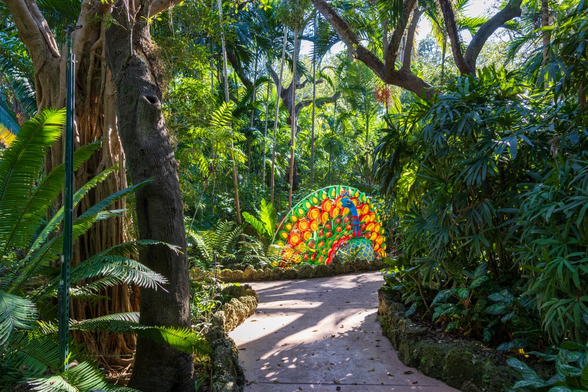 Tropical pathway through Pinecrest Gardens with mature trees, ferns, and a colorful peacock sculpture in the distance