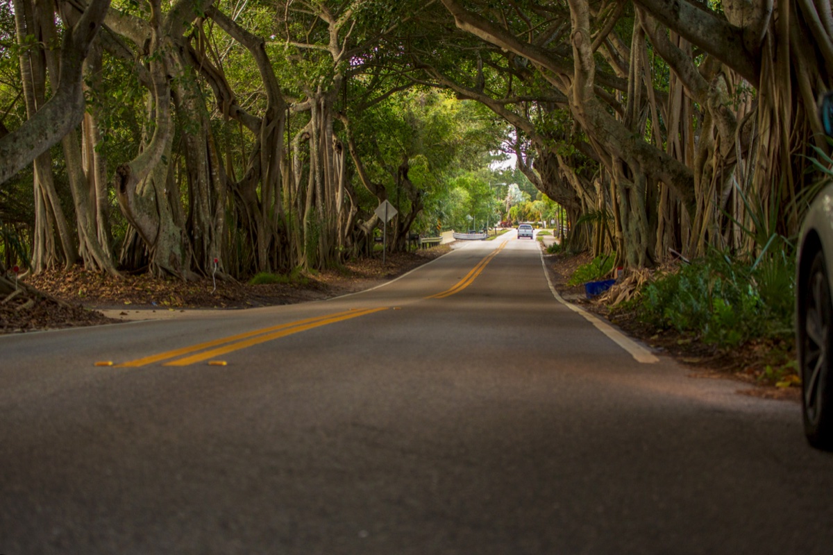 The banyan-tree canopy along Old Cutler Road, with mature aerial roots arching over the lane
